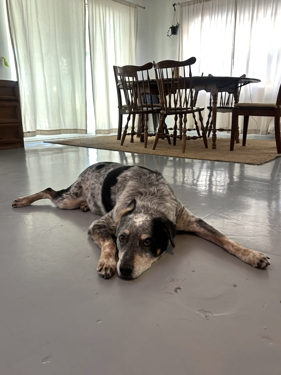 Tailmates Animal Care