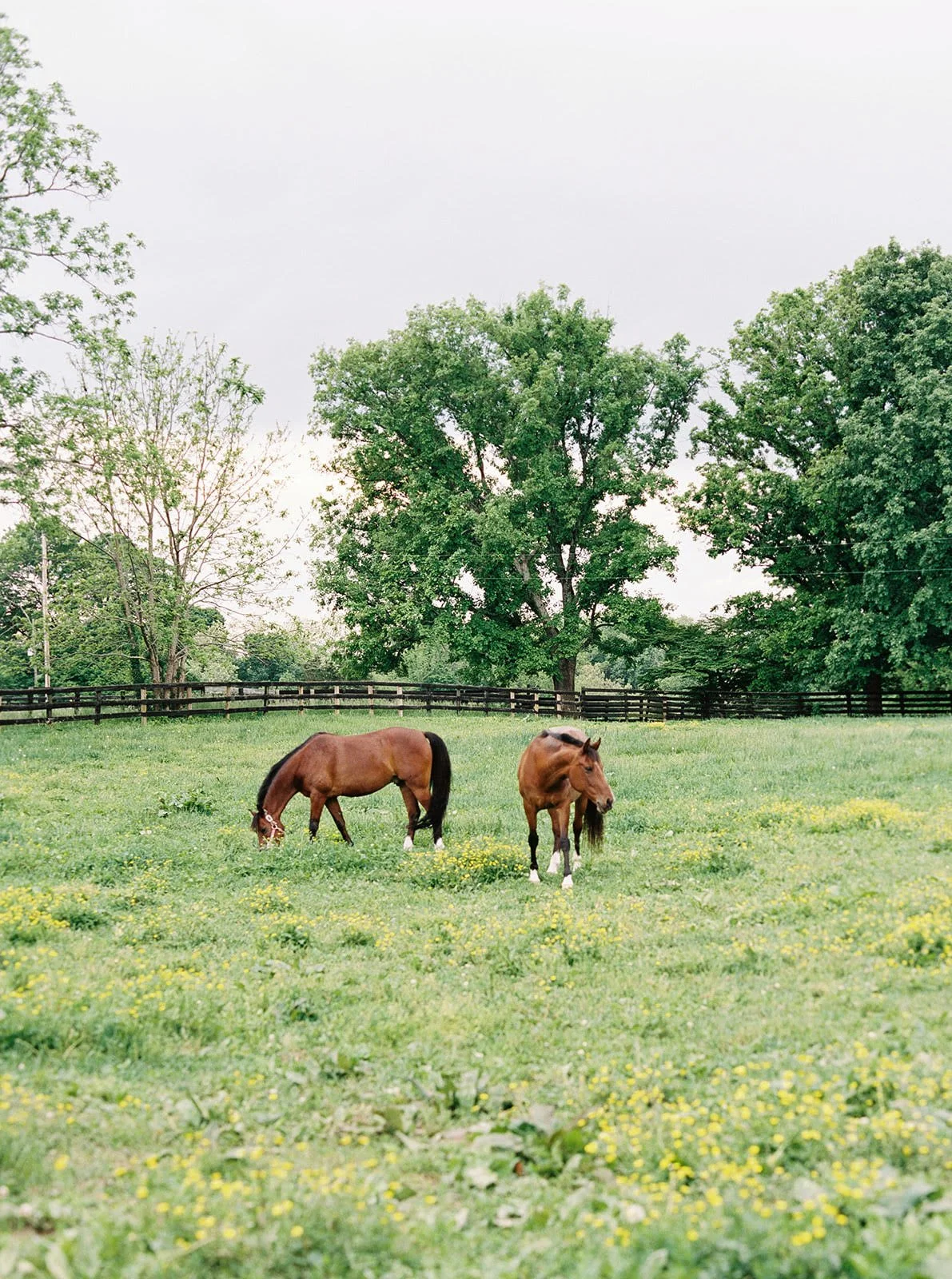 Horses in Field.jpg