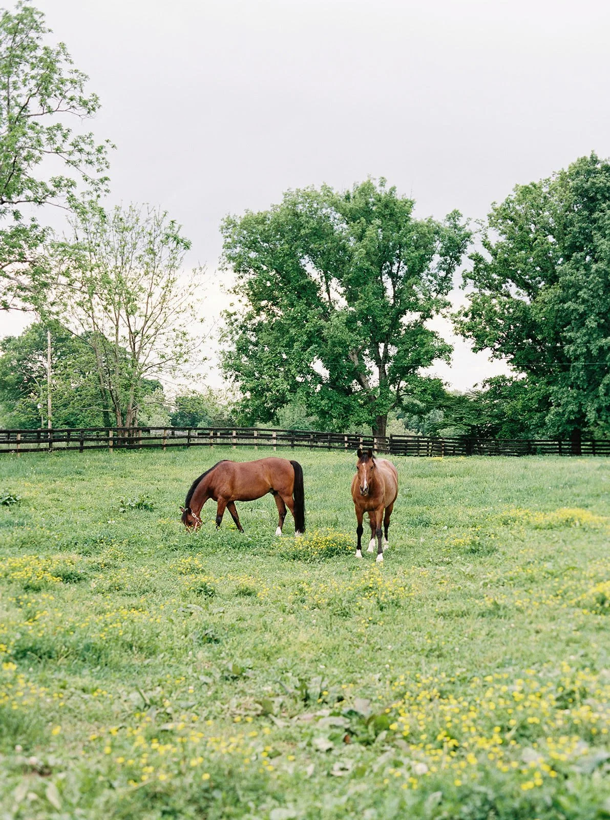 Horses in Kentucky.jpg