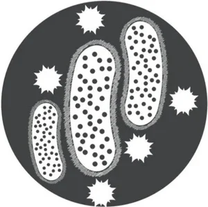 Mold Inspection