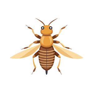 Termite Inspection