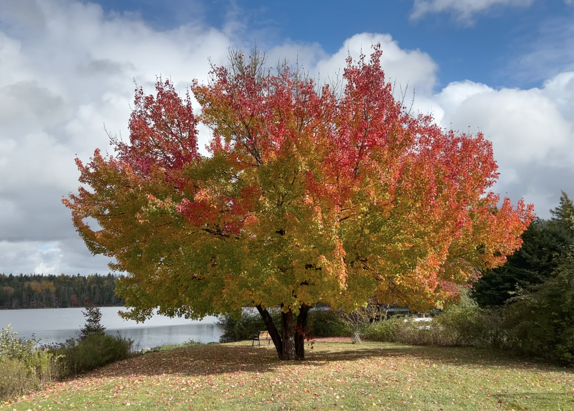 A beautiful maple on the shore of Fraser Lake glowing with fall colours of green, red, orange and yellow. 