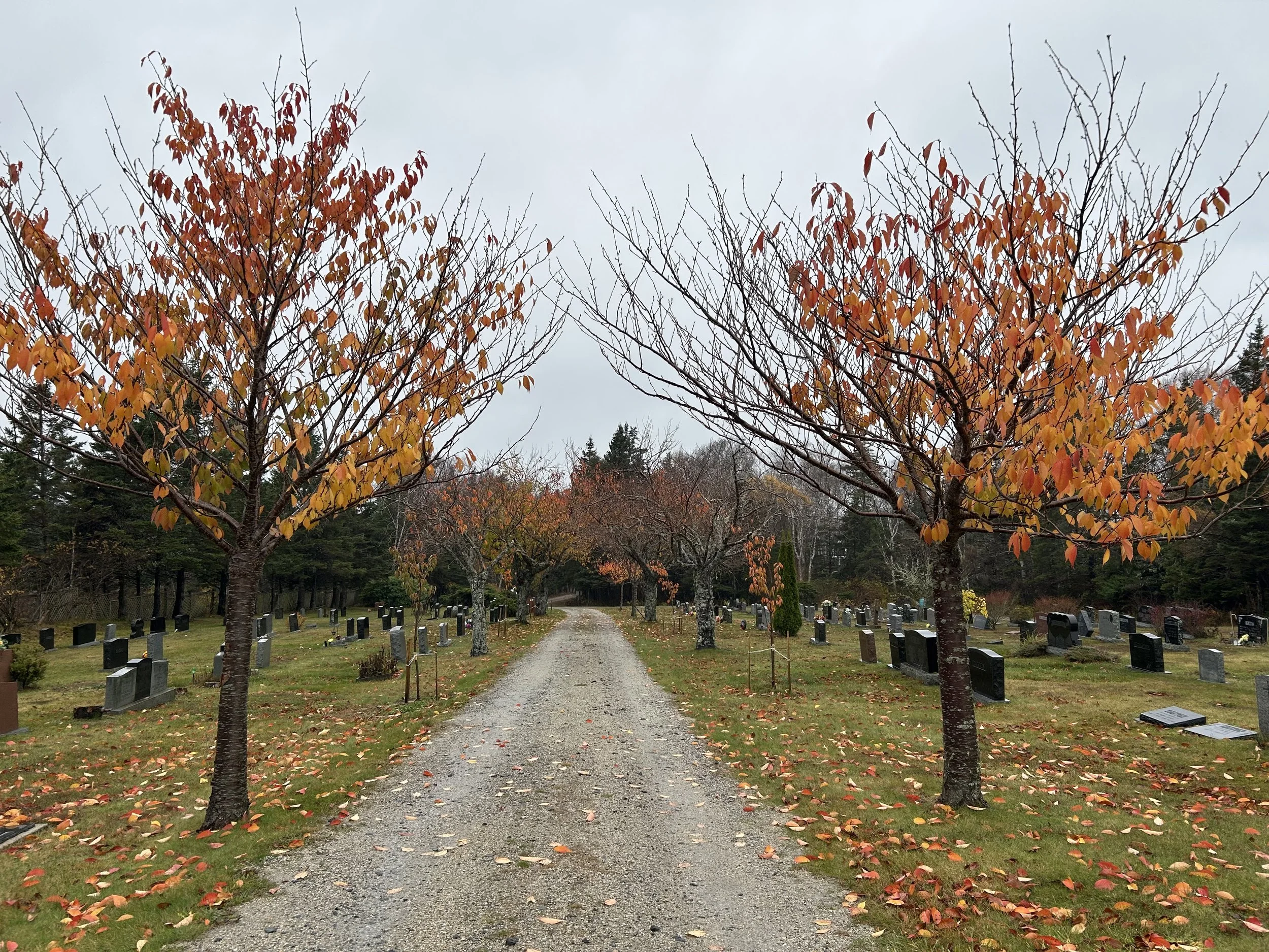 In autumn the cherry trees that line the gravel drive in the oldest section of the William Black Memorial Cemetery become a canopy of beautiful golden red.