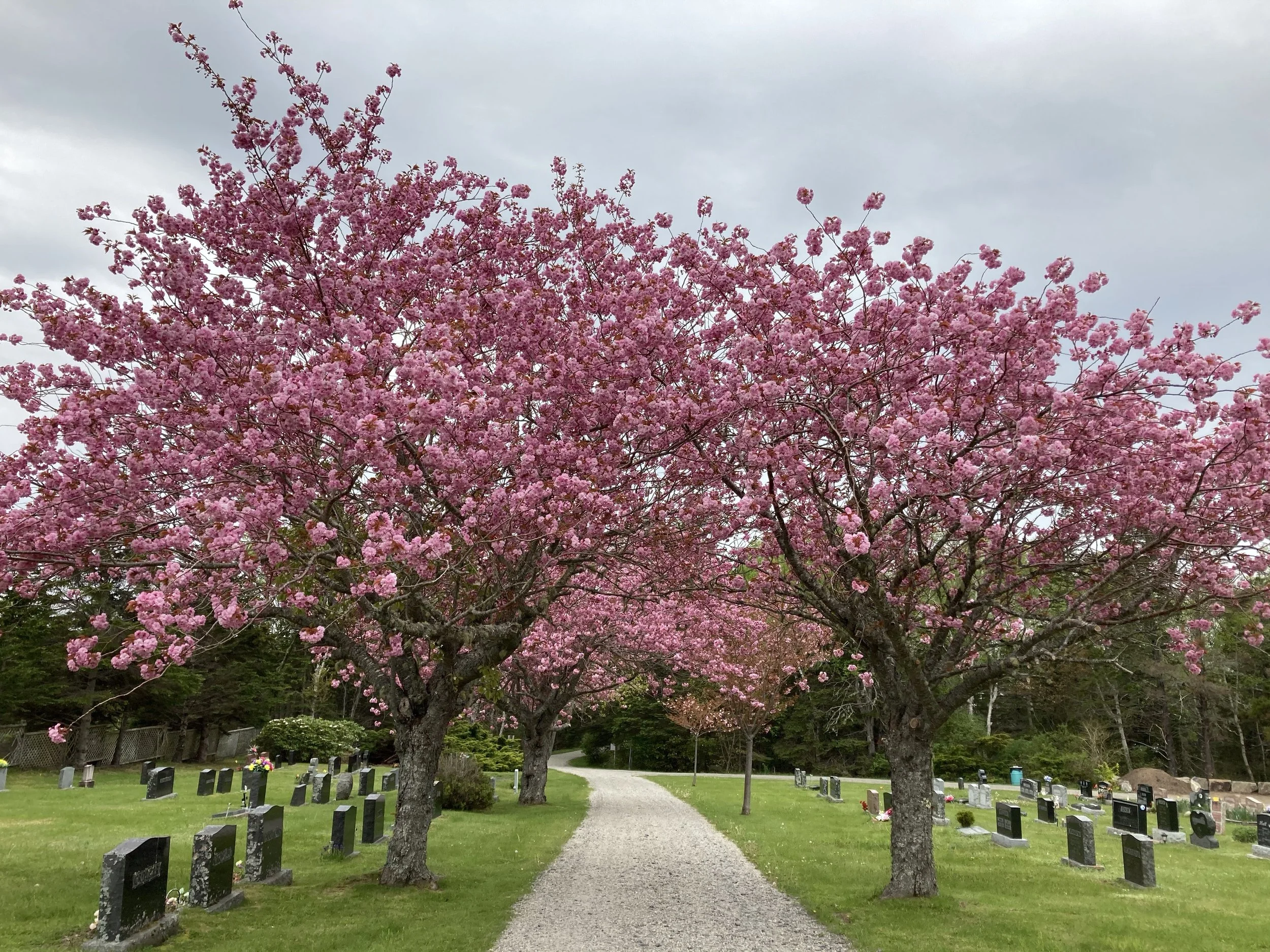 Flowering cherry treees line the driveway of quiet cemetery in spring.