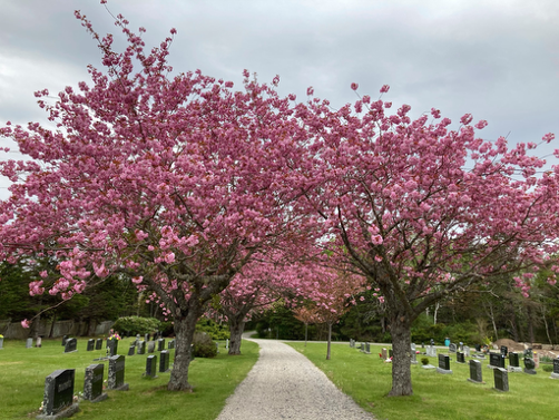 Two blooming pink cherry blossom trees along a pathway in a cemetery with headstones.