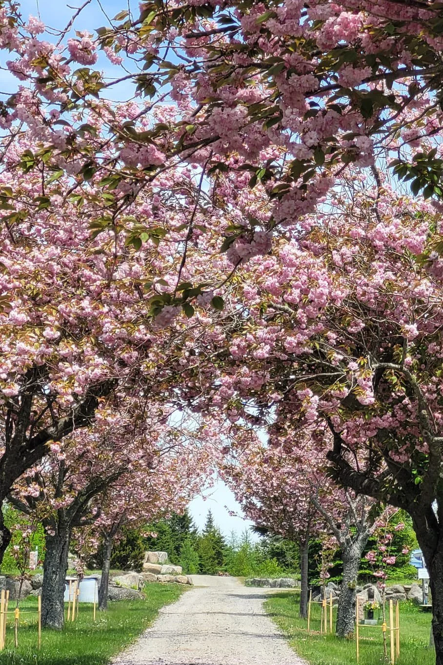 Cherry Trees in bloom at our Cemetery