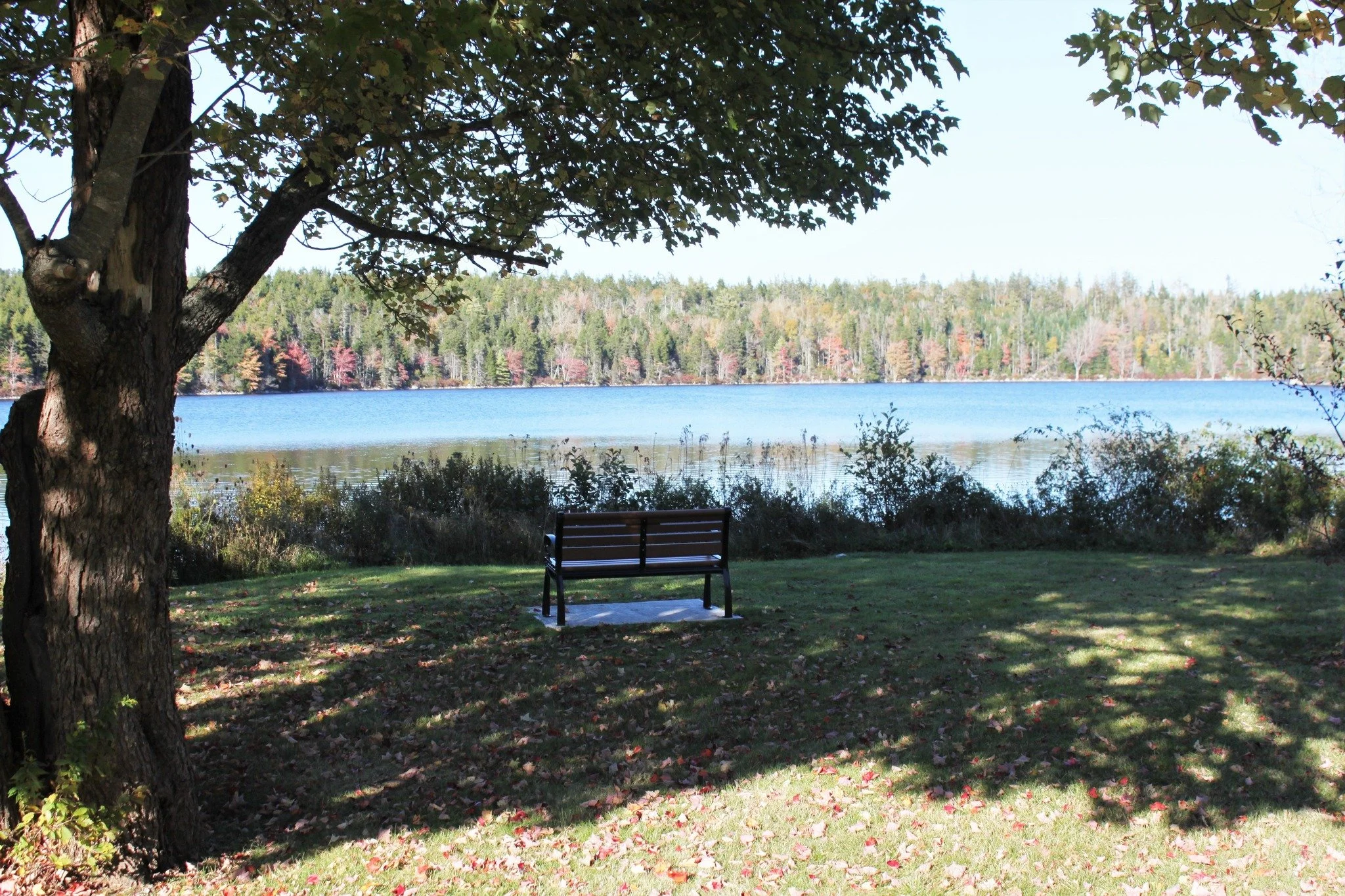 A serene lakeside scene with a large tree in the foreground, a bench facing the lake, calm water, trees with fall foliage across the lake, and a grassy area with fallen leaves beneath the tree.