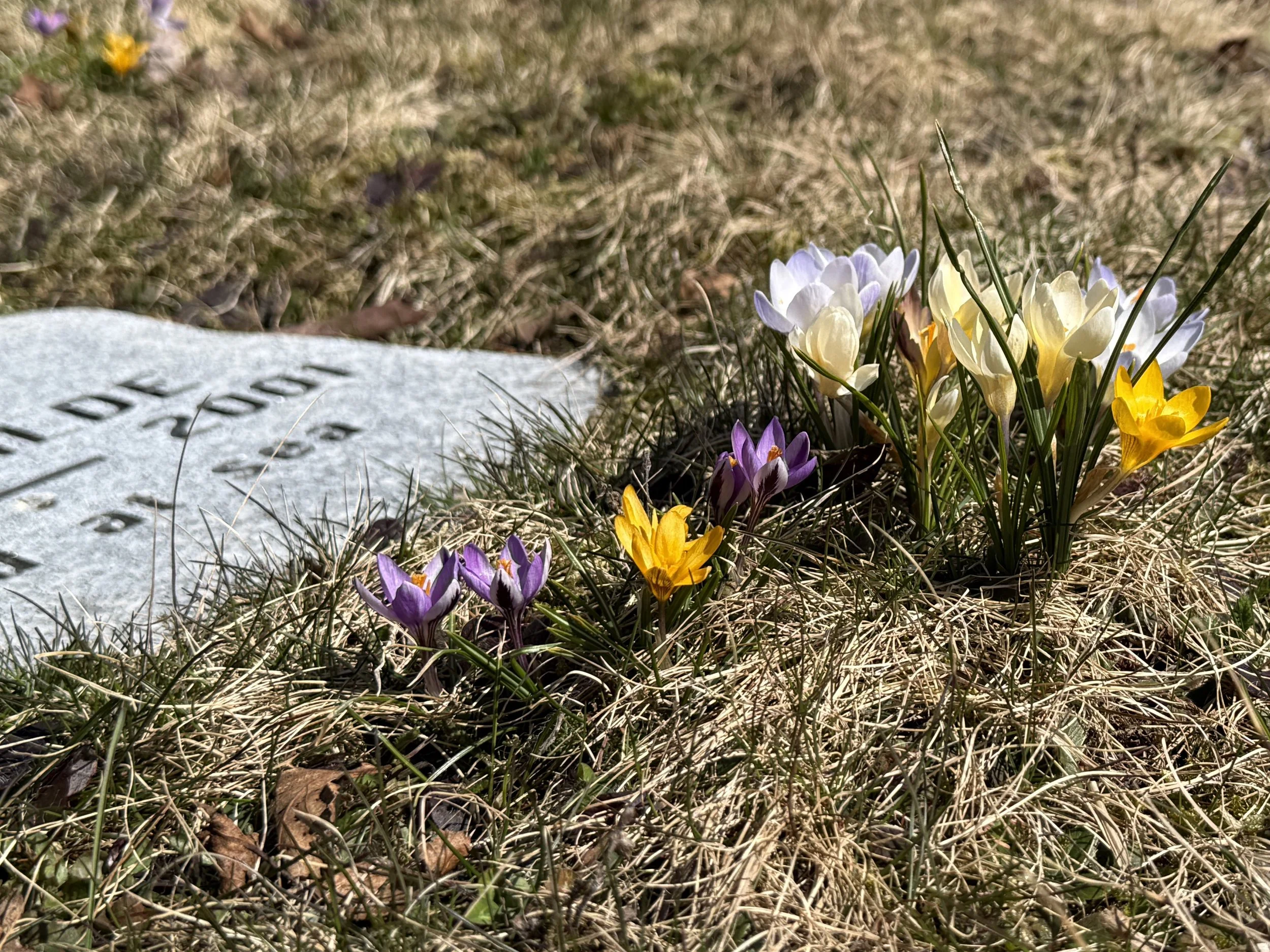 In the spring months crocuses, daffodils and tulips dot the cemetery grounds