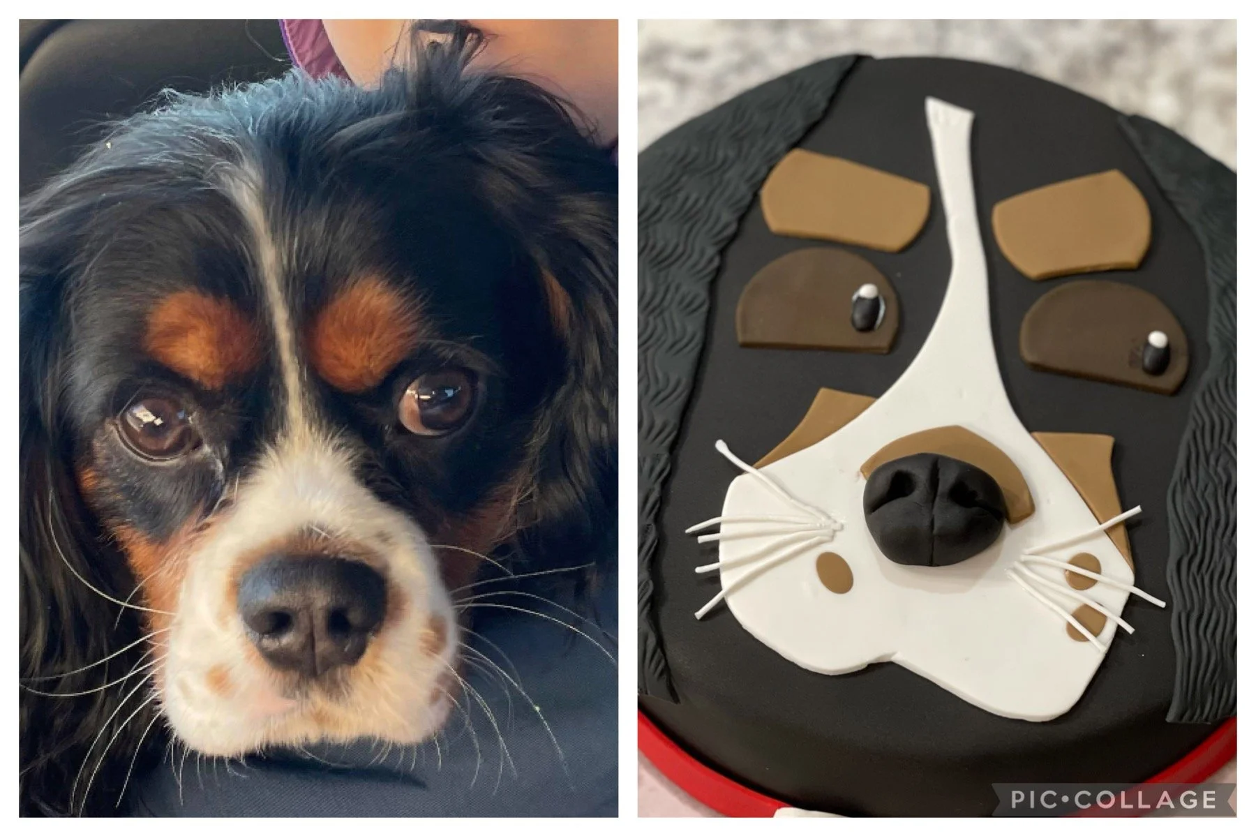 Close-up of a dog with black, brown, and white fur, resting its head on a person's lap. The person is partially visible. The right side shows a cake designed to look like a dog's face, with details including a black nose, white whiskers, and layered 