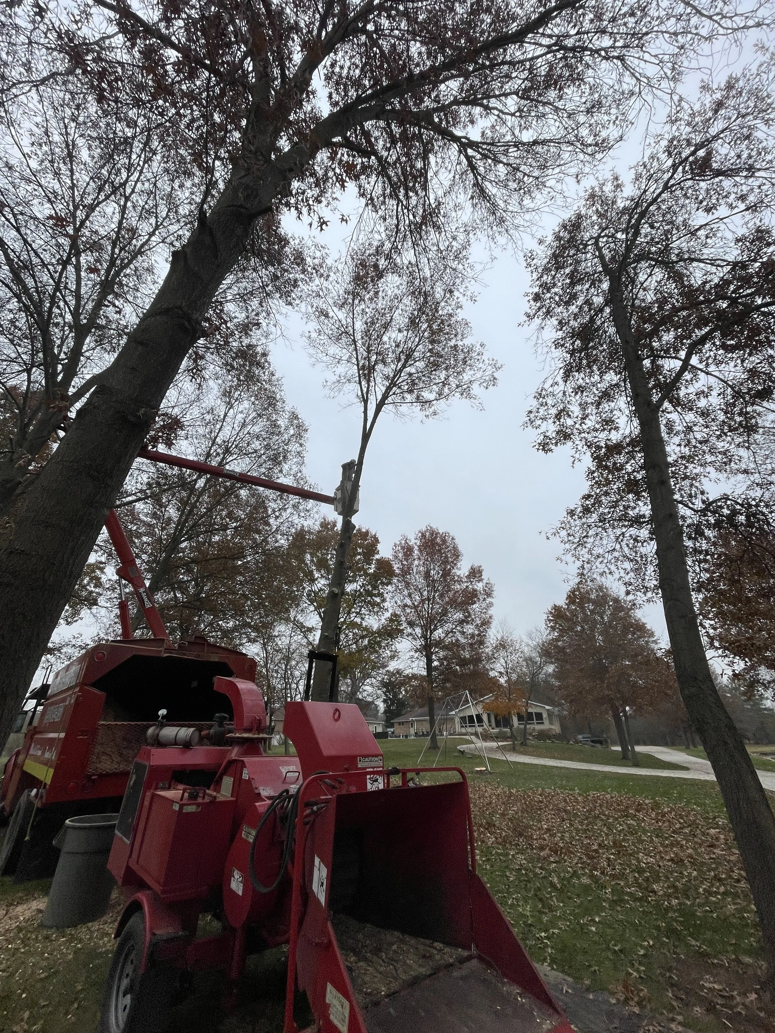 Buckeye Tree Guy crew performing a professional tree removal using a wood chipper and safety gear in a Northeast Ohio residential neighborhood.