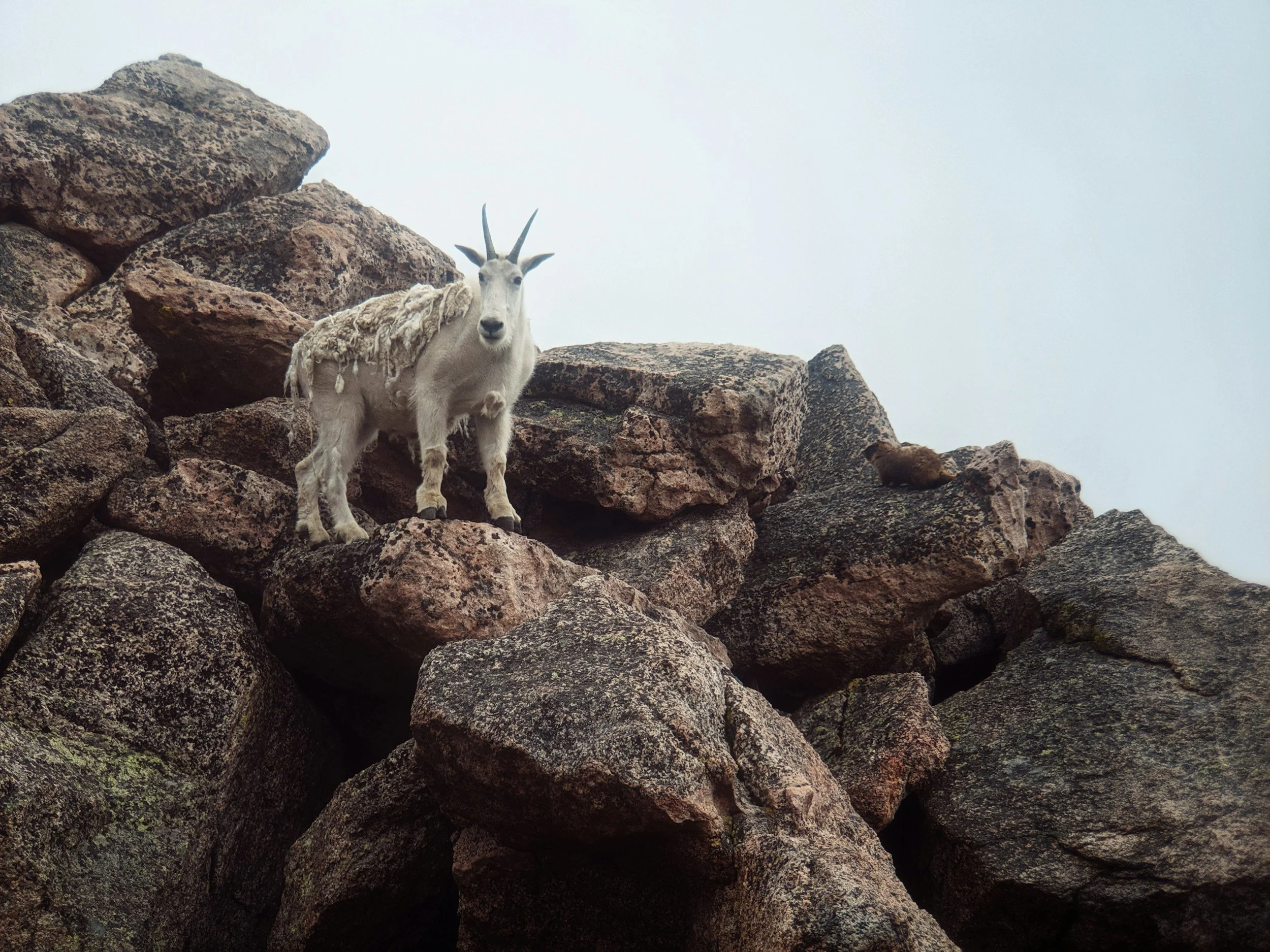 A goat with twisted horns standing on large rocks in a mountain landscape