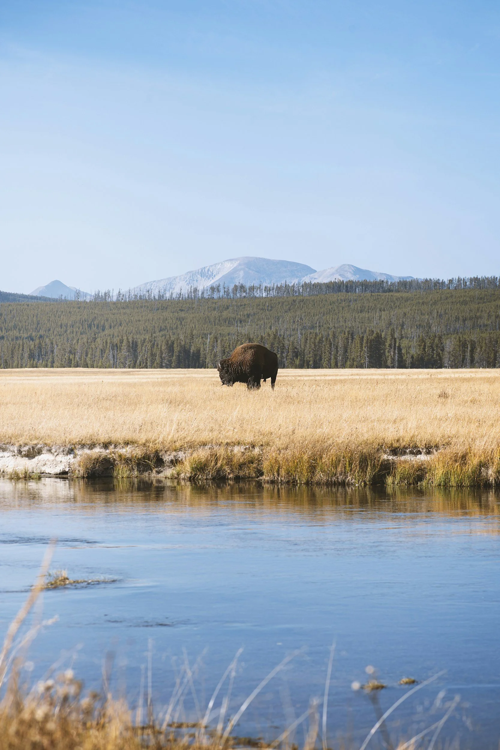 A brown bison grazing in a grassy field near a body of water, with a forest, mountains, and a clear blue sky in the background.