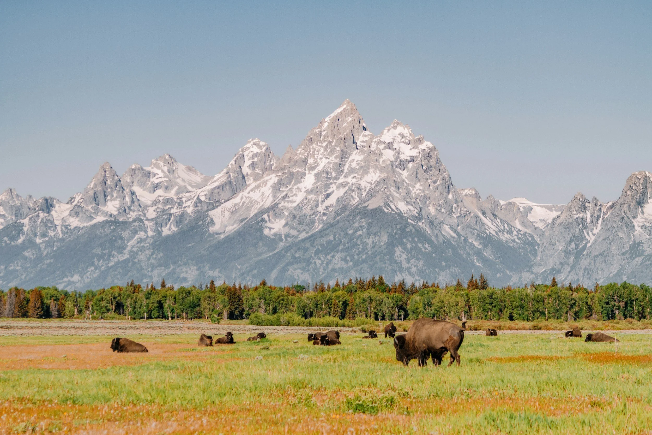 Bison grazing in a grassy field with a forest in the background and snow-capped mountains under a clear sky.