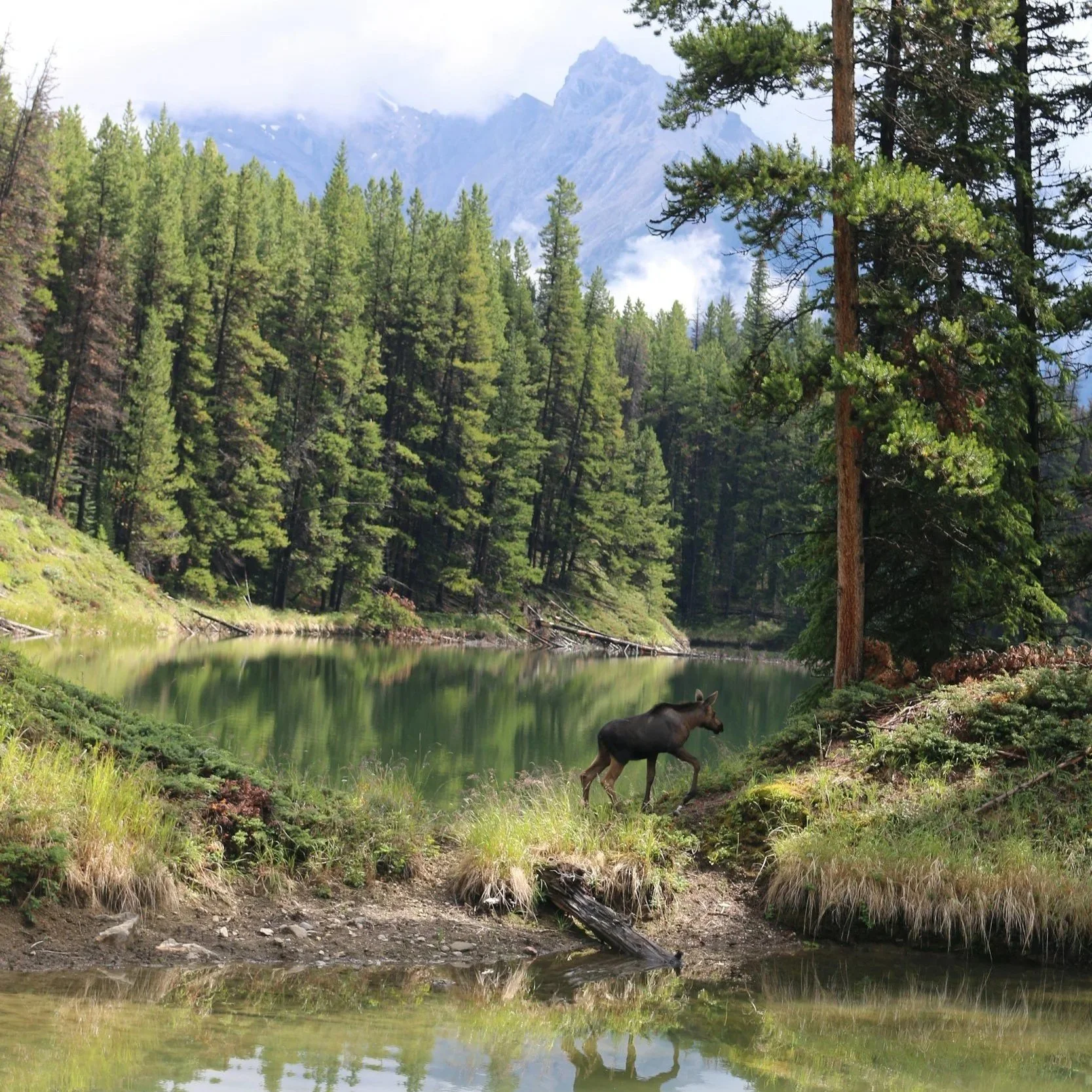 A moose standing near a lake with green water, surrounded by dense pine trees and mountains in the background.