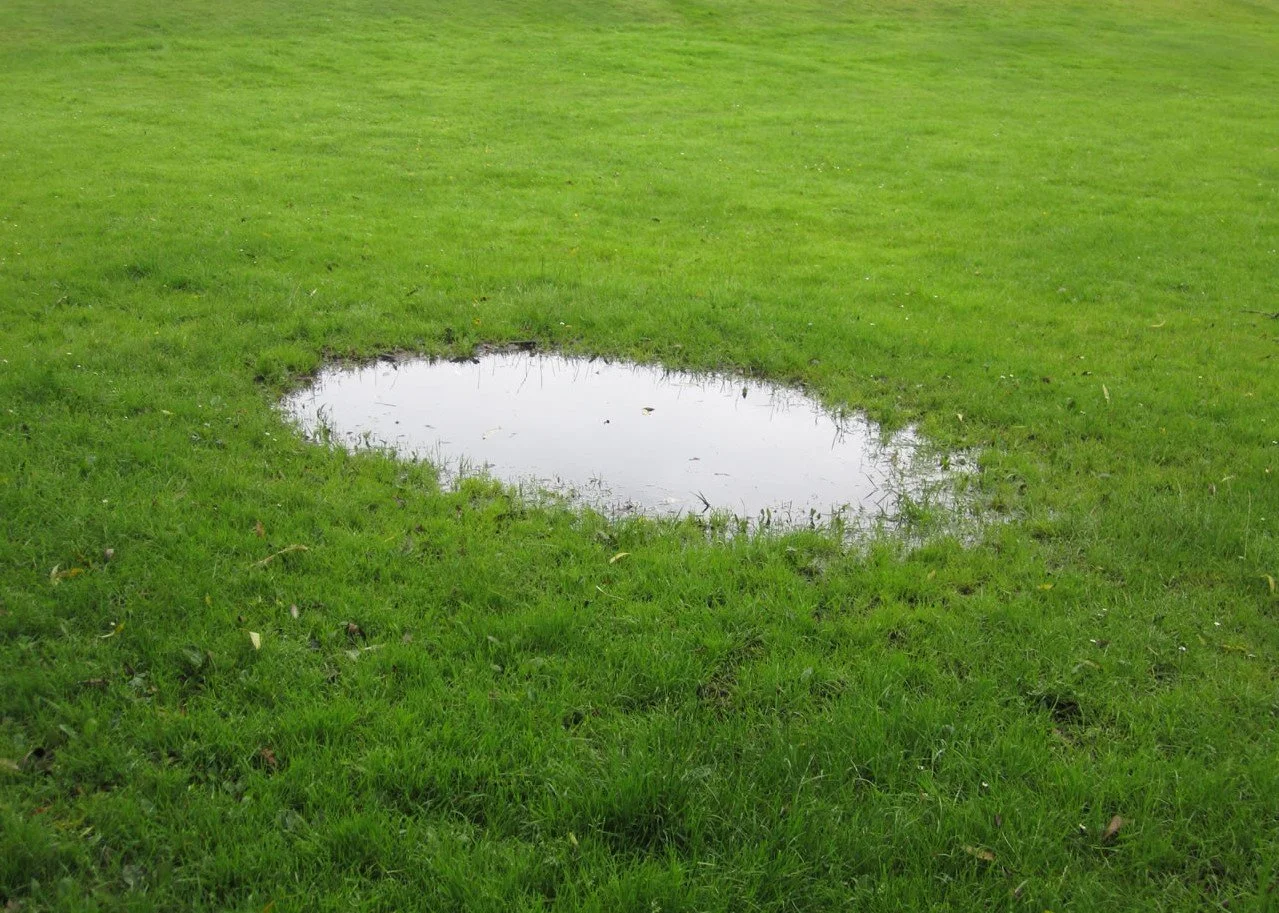 Lawn_puddle.jpg