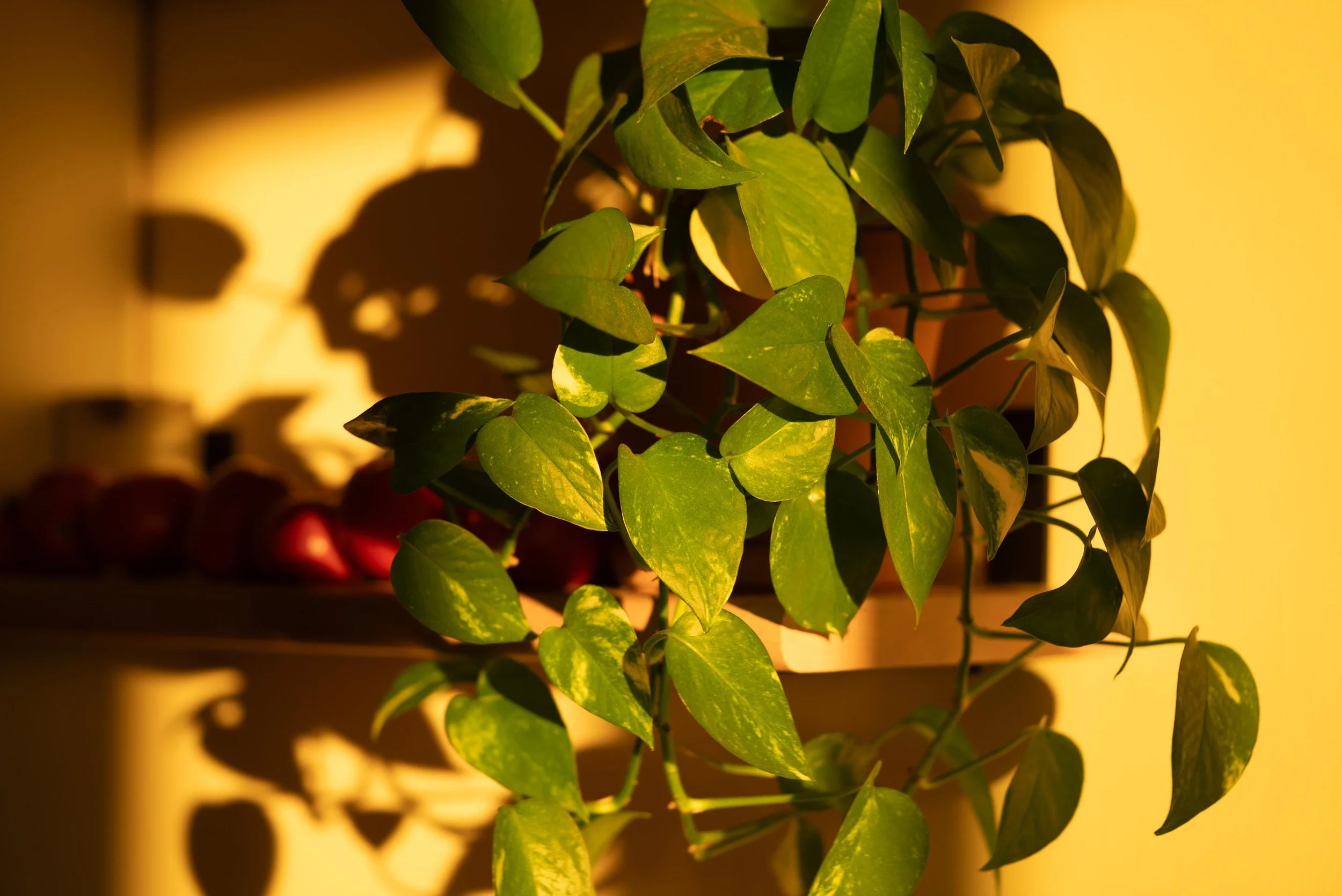 Rooted to Rise: A 12-Week Group Program (Monthly Plan)