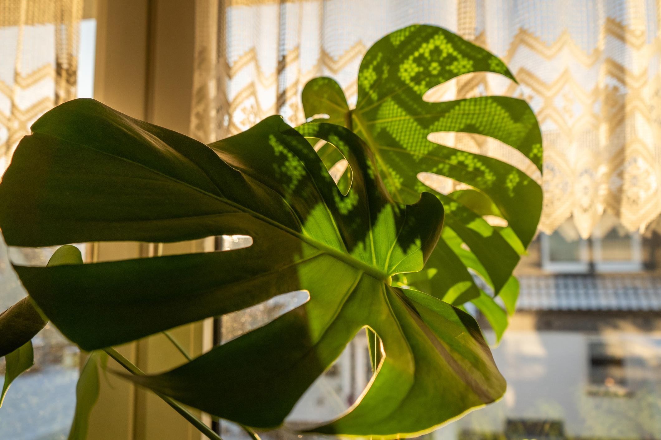 Rooted to Rise: A 12-Week Group Program