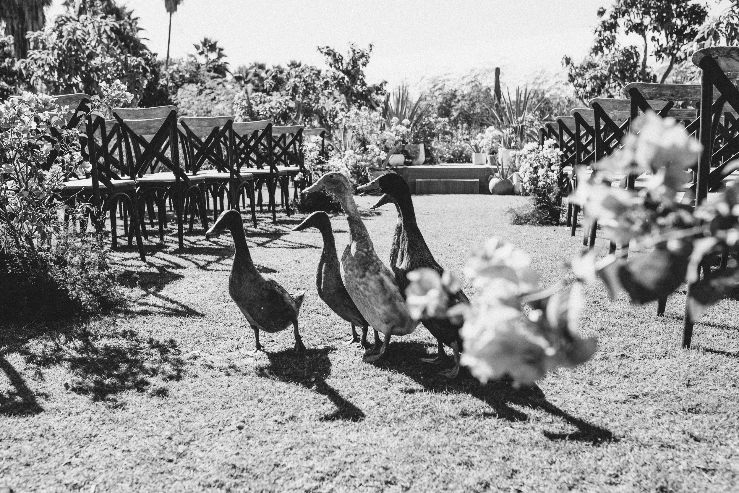 Black and white photo of six ducks standing on grass in a garden with chairs and plants in the background.