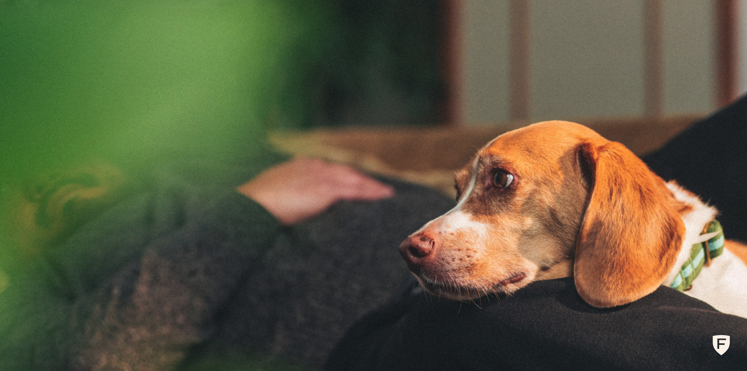 Figo Photo Loving Dog.png