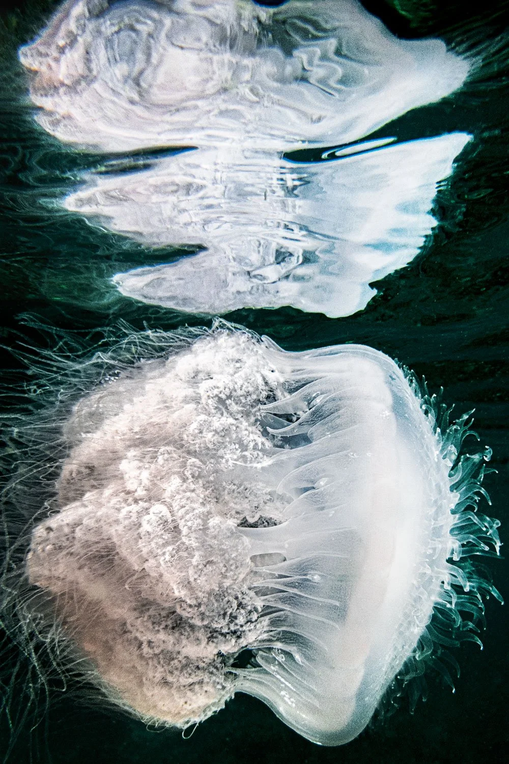   Through a Glass Darkly  Pigment Print 2026 