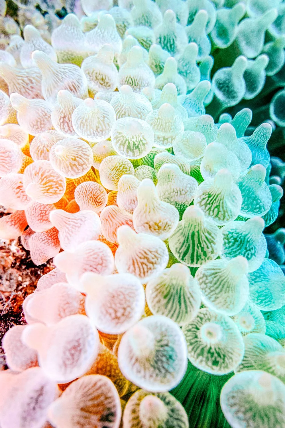   Entacmaea Quadricolor  Pigment Print 2026 