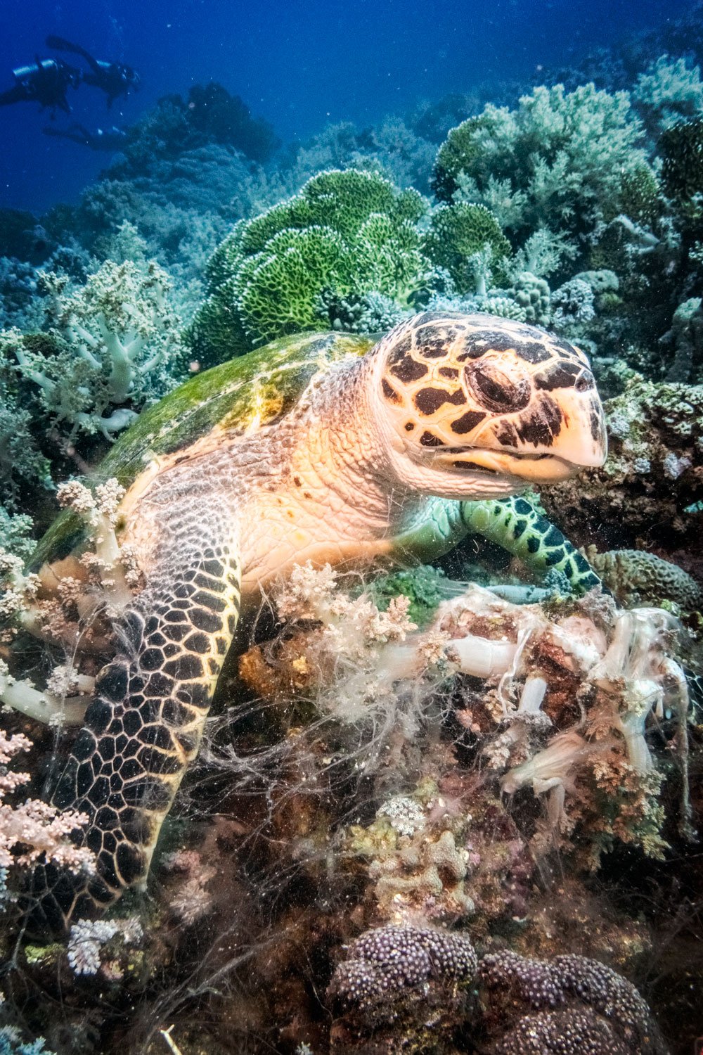   Hungry Hawksbill  Pigment Print 2025 