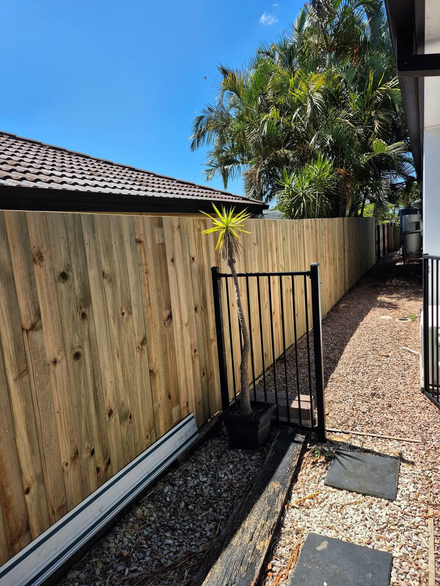 Small potted palm tree with yellow-green leaves next to a wooden fence and gravel pathway, tropical trees in background, bright blue sky.
