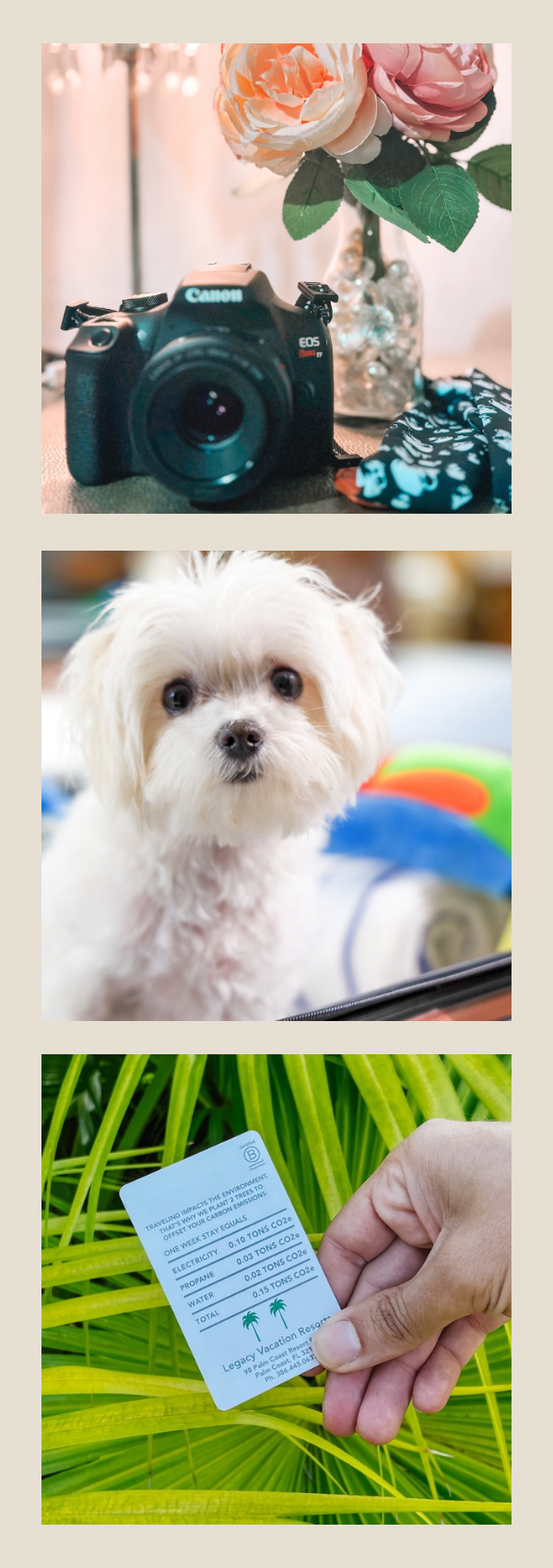 A camera with a floral backdrop, a cute white dog with fluffy fur, and a hand holding an environmental impact label among green grass or plants.