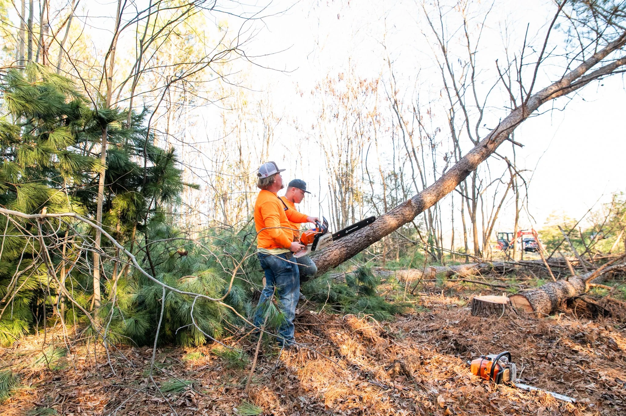 Two men in orange shirts cutting down a fallen tree with chainsaws in a wooded area. A chainsaw is on the ground nearby.