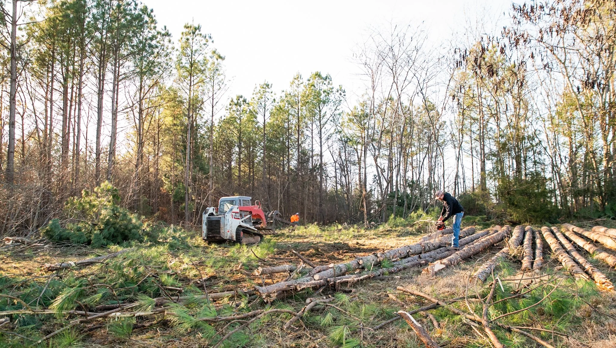 A person using a chainsaw to cut fallen tree logs in a forested area with a tree removal machine and another worker in the background.