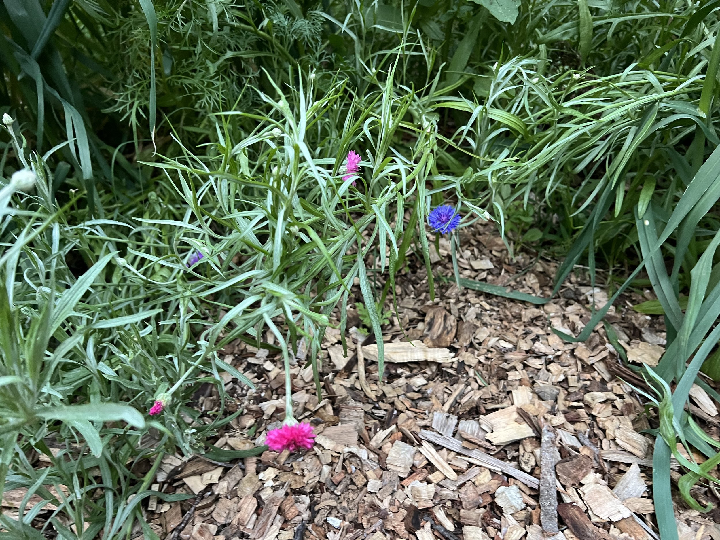Pretty spring blooms!