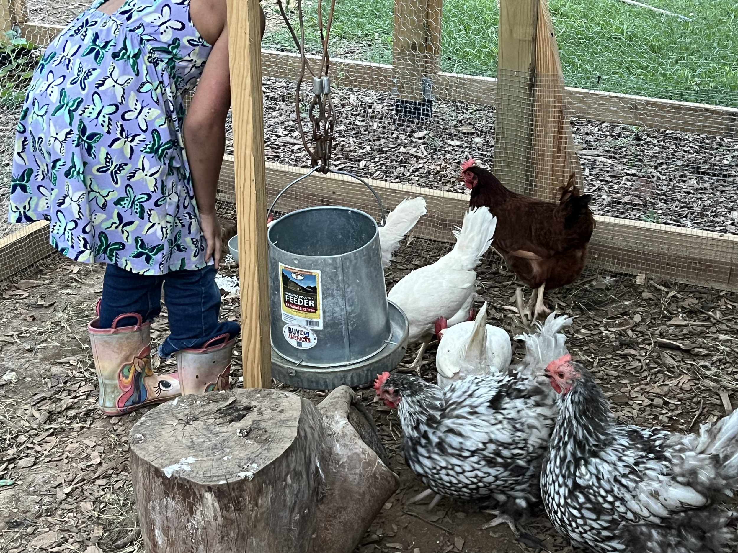 The friendliest class chickens. 