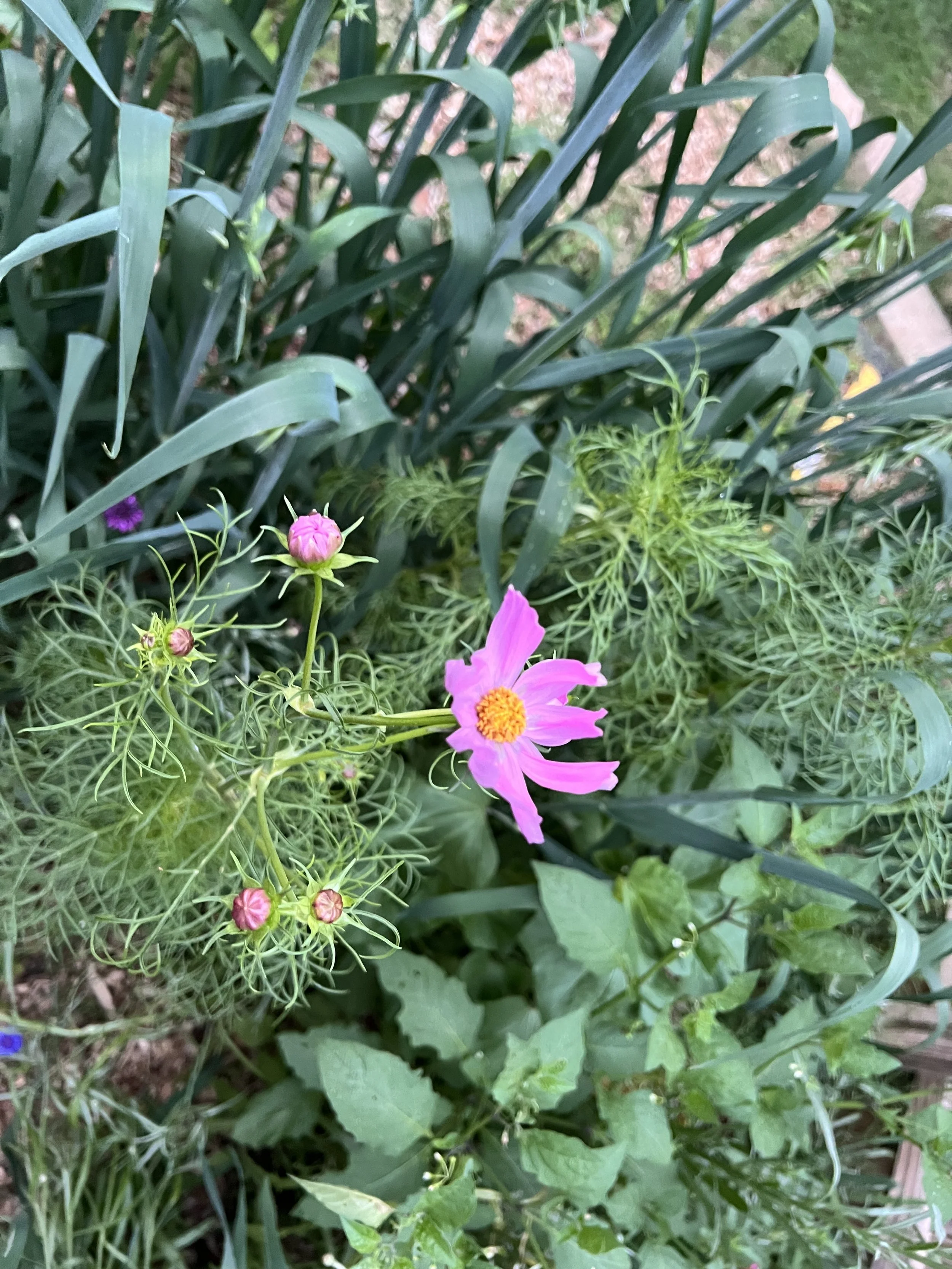 Wildflower pollinator garden