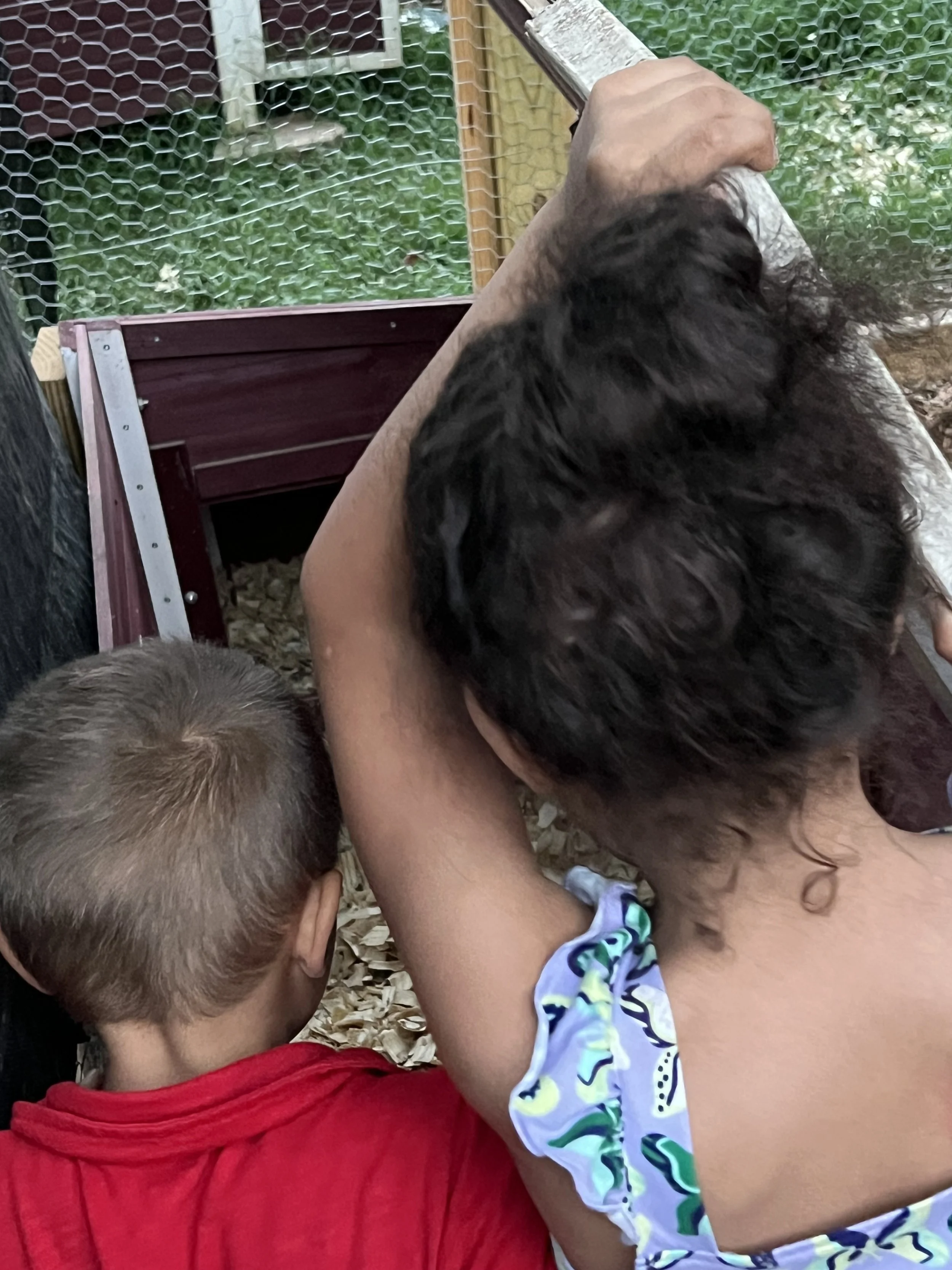 Checking the coop for eggs!