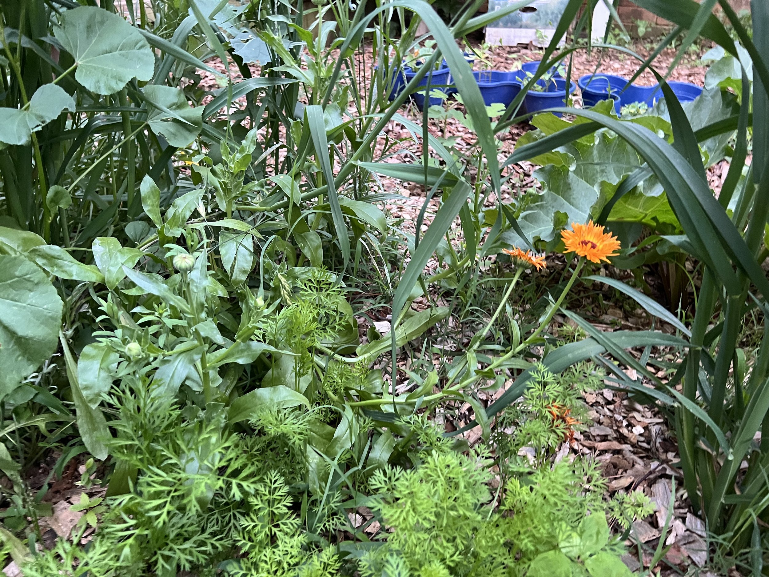Carrots sitting under orange blooms.