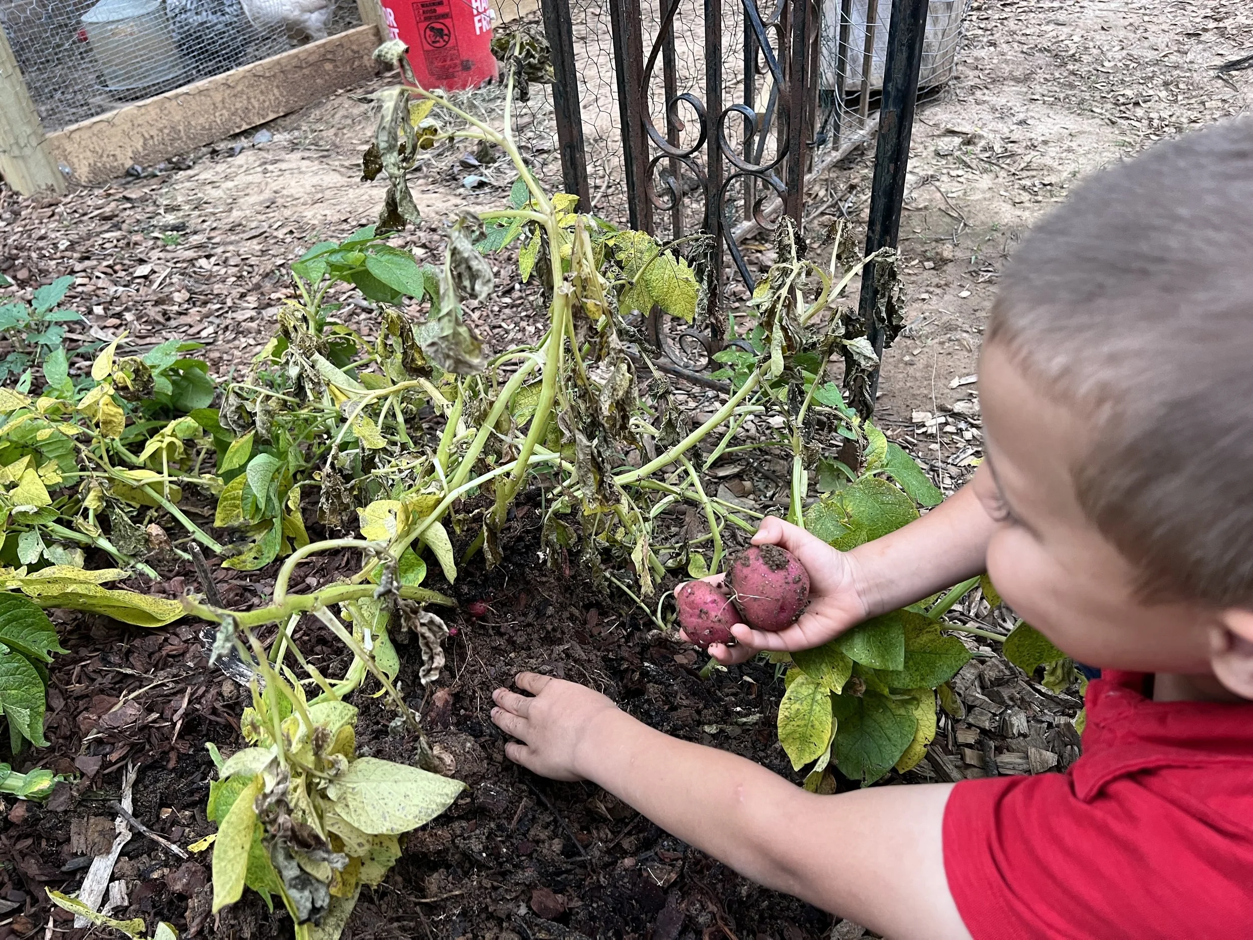 Our little kinder is harvesting his first round of potatoes. 