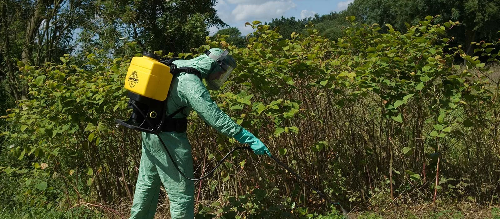 A person in protective gear using a weed sprayer on a hedge in a green outdoor area.