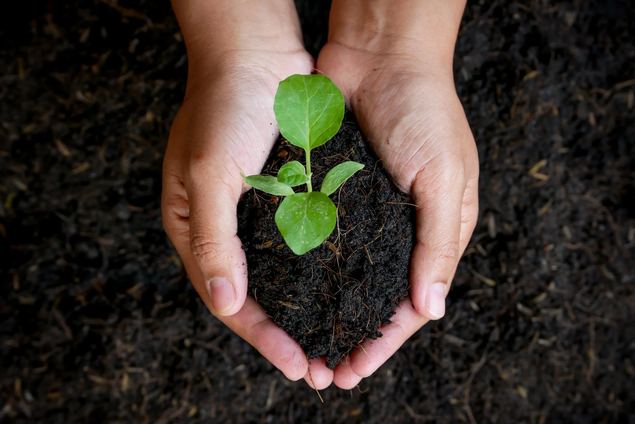 Person holding a small green seedling with dark soil on a black background