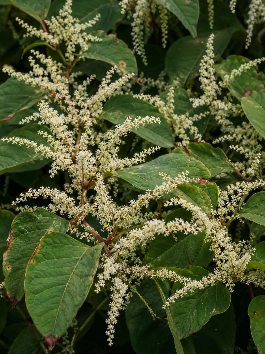 White flowering plant with large green leaves.