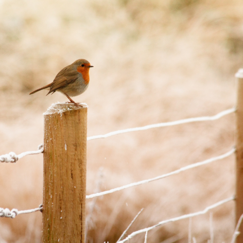 Choctaw Fencing Company