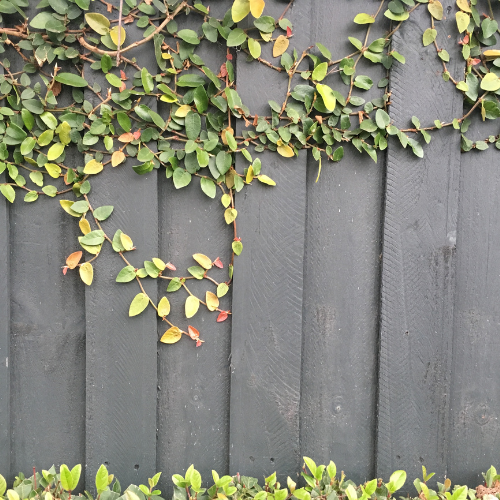 Green and yellow leafy vine growing on a dark gray wooden fence.