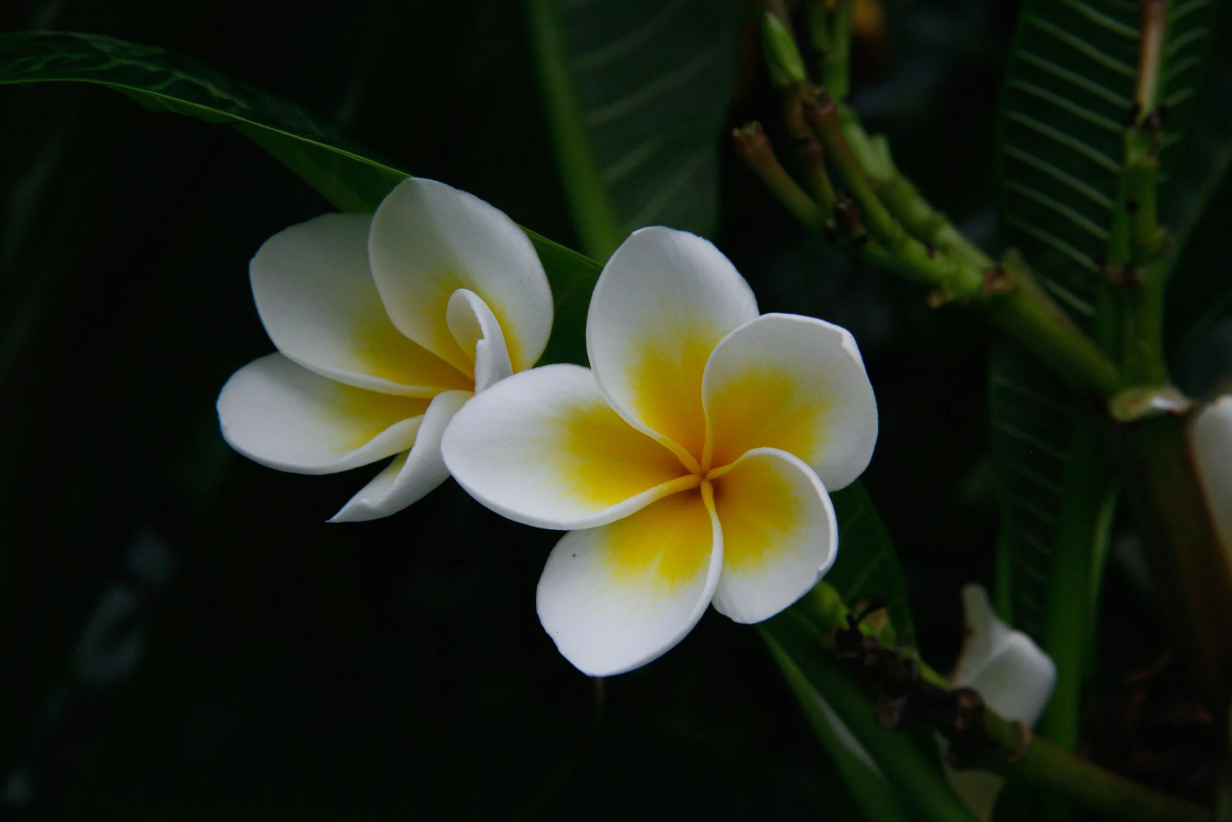 Fiori di Plumeria bianchi con vortici gialli al centro, circondati da foglie verdi