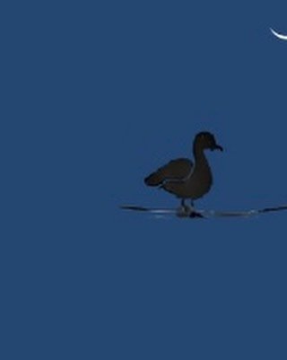 Quack! 🦆 #tunnagcottage