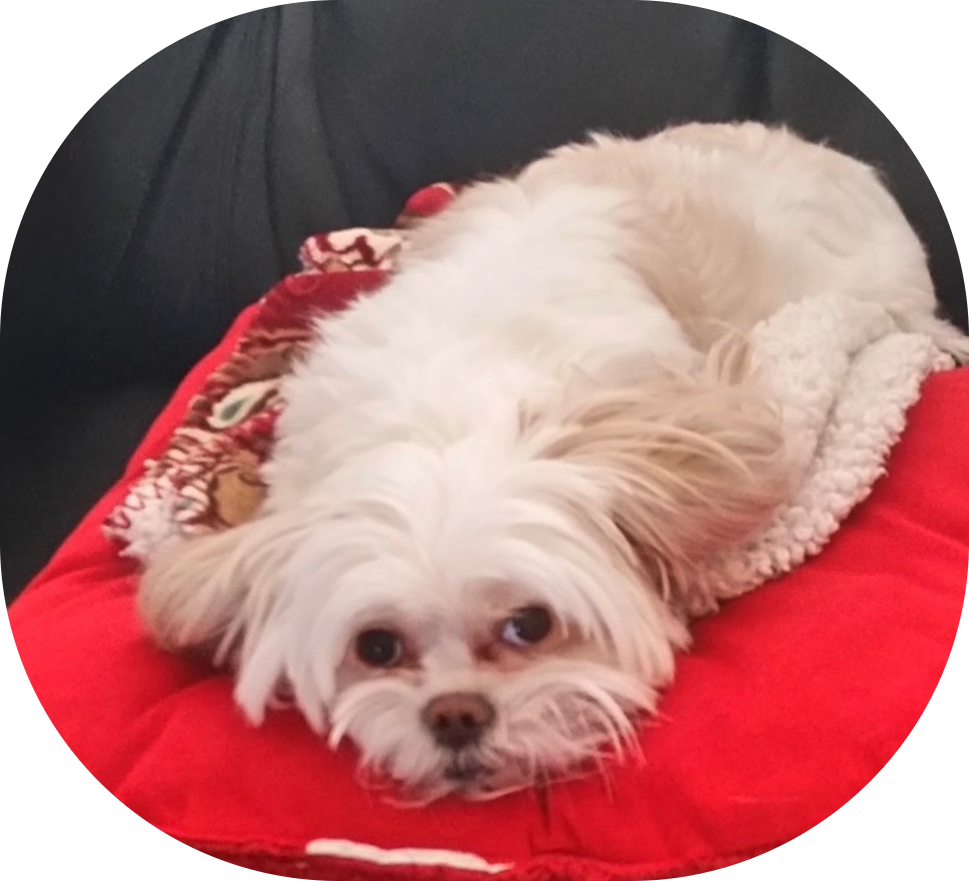 Small white dog lying on a red blanket, looking at the camera.