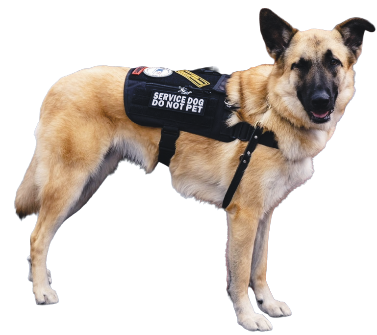 A service dog with a harness that says 'SERVICE DOG DO NOT PET'.