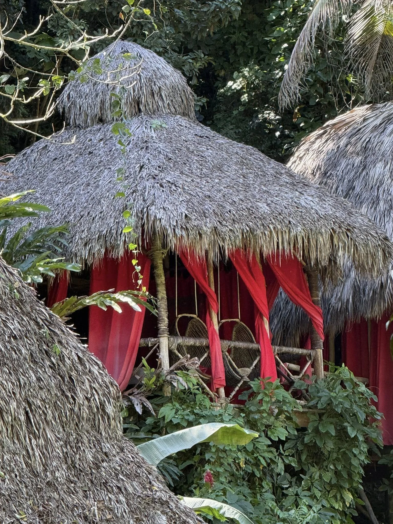 View of a thatched roof structure with red fabric draped along the sides, surrounded by lush green tropical plants and trees in a dense forest setting.