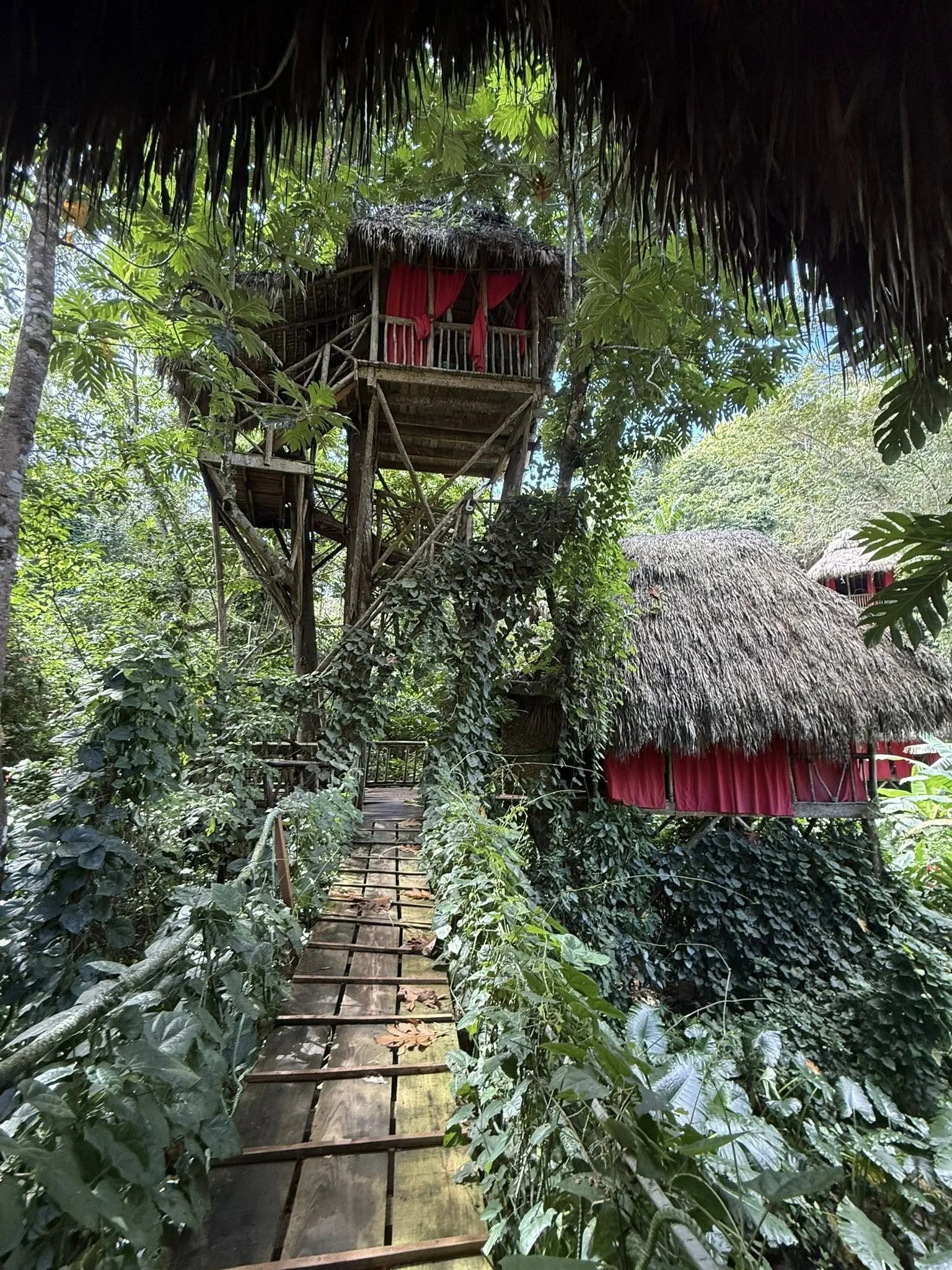 A wooden pathway leading to a tree house in a lush green jungle with thatched roof and red curtains.