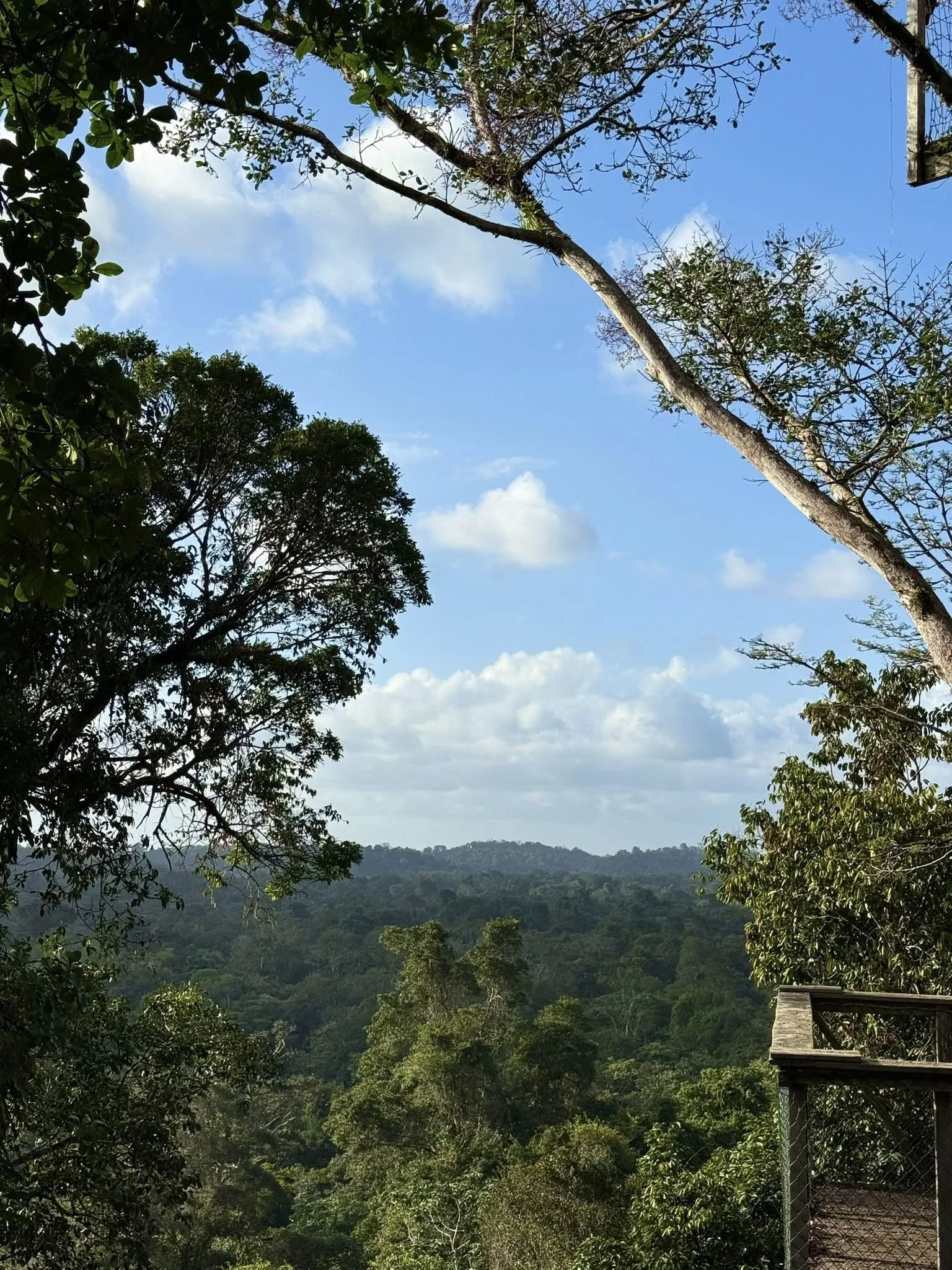 A view of a lush green landscape with rolling hills and a blue sky with a few clouds, framed by tall trees and a building in the foreground.
