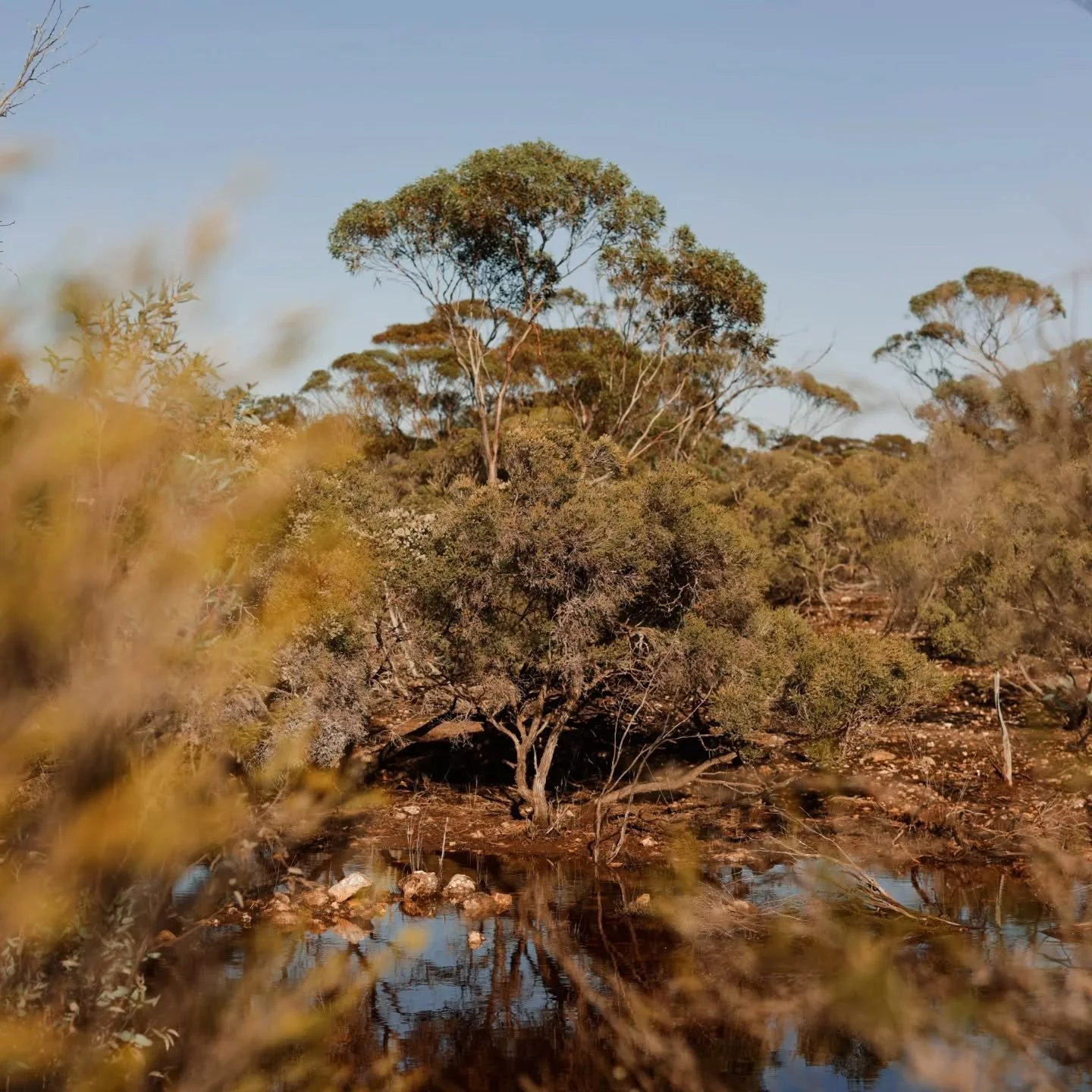 150mm of rain dumped on us in one weekend. Half our annual!
Now we watch and admire the earths transformation 🌱