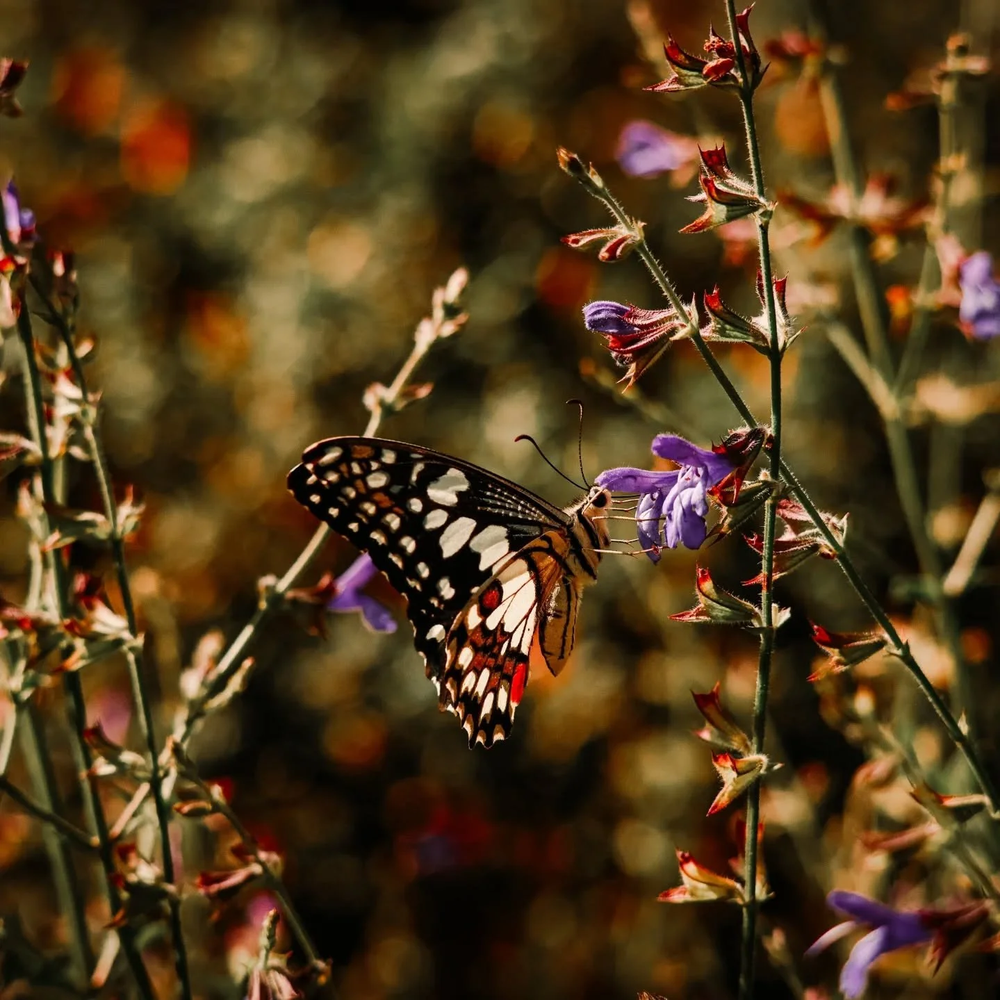 Moody Lime Swallowtail Butterflies for the grid 🦋